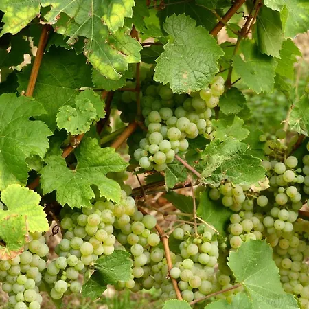 Apartamento Romantisches Winzerhaeuschen Schwarzwald Und Weinberge *